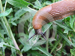 Slug in the garden