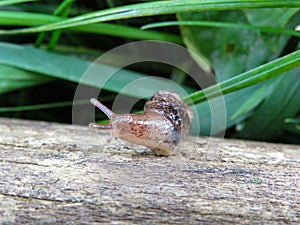 A slug in the garden eating a lettuce leaf. schneckenplage in the garden