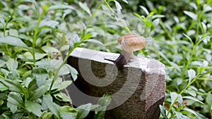 A slug in the garden. schneckenplage in the garden