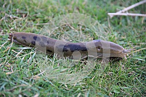 Slug on a Grassy Lawn