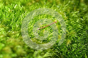 Slug on green leaf