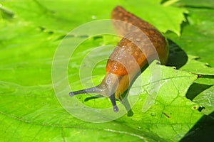 Slug on green leaves, closeup