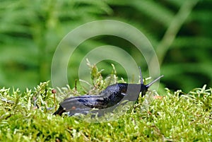 Slug on green moss