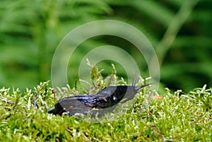 Slug on green moss