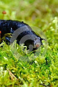 Slug on green moss