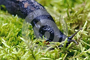 Slug on green moss