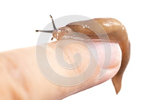 slug on hand isolated on white background. Macro