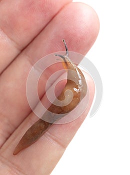 slug on hand isolated on white background. Macro