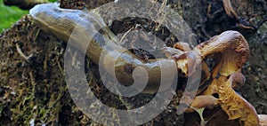 Slug has a feast of fungi