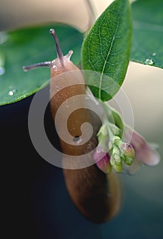 Slug with horns on a leaf
