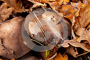 Slug insect is on a cap of mushroom in autumn forest. Big brown mushrooms surrounded by fallen leaves. Close-up image of harvest