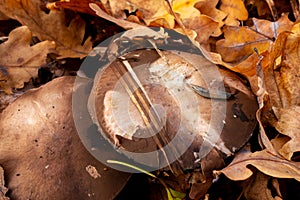 Slug insect is on a cap of mushroom in autumn forest. Big brown mushrooms surrounded by fallen leaves. Close-up image of harvest