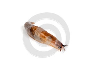 slug isolated on a white background