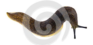 Slug isolated on a white background close-up