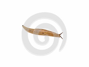 Slug or land slug isolated on white background