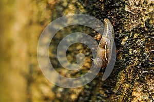 Slug or land slug on the trunk of a corn plant