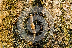Slug or land slug on the trunk of a corn plant