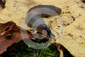 Slug. A large black slug. Close-up. Limacidae