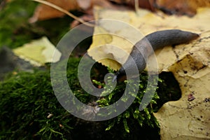 Slug. A large black slug. Close-up. Limacidae