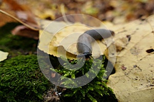 Slug. A large black slug. Close-up. Limacidae