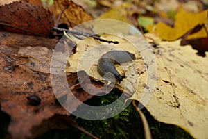 Slug. A large black slug. Close-up. Limacidae