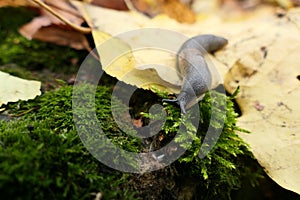 Slug. A large black slug. Close-up. Limacidae