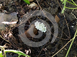 Slug laying eggs