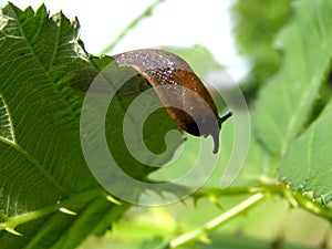 Slug on the leaf