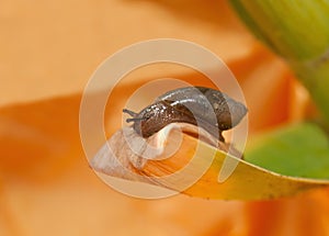 Slug on a leaf