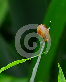 Slug on leaf