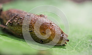 Slug on the leaf