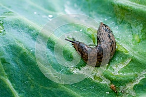 Slug on leaf of cabbage