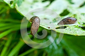 Slug on leaf of cabbage