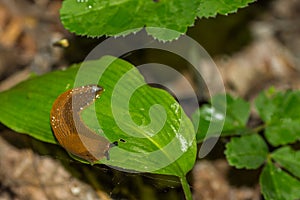 slug on a leaf in the forest