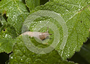 Slug on Leaf