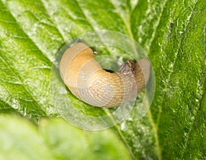 Slug on a leaf in the nature.