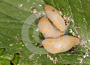 Slug on a leaf in the nature. close