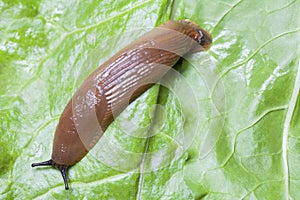 Slug on leaves close up