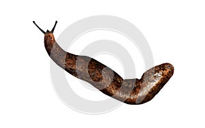 slug, leech, bloodsucker isolated on white background