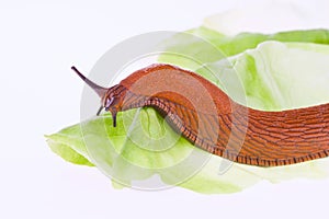 Slug on lettuce leaf