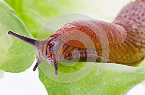 Slug on lettuce leaf