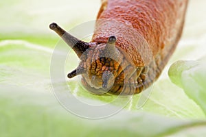 Slug on lettuce leaf