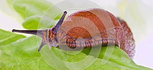 Slug on lettuce leaf