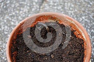 A slug Limax maximus crawls along the ground in a flower pot. Berlin, Germany