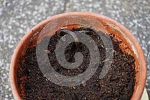 A slug Limax maximus crawls along the ground in a flower pot. Berlin, Germany