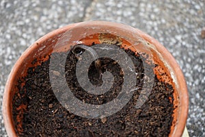 A slug Limax maximus crawls along the ground in a flower pot. Berlin, Germany