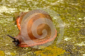 Slug Macro