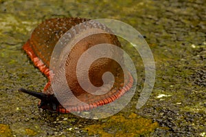 Slug Macro