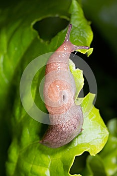 Slug. Macro photo