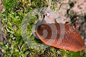 slug macro life in natural environment photography